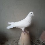 سفید تهرونی وسینه ای