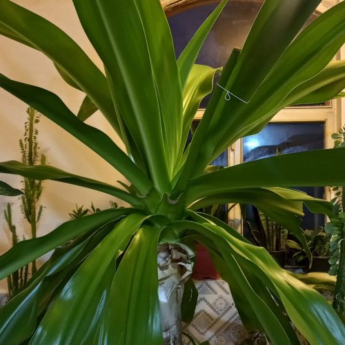 گل موزی  ارتفاع 2 متر  با 8 سال سن