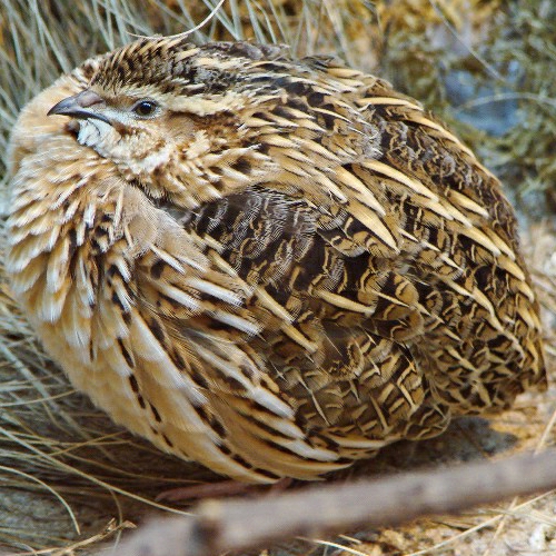 بلدرچین