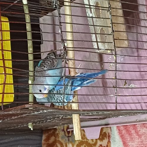 چند جفت طوطی برزیلی مرغ عشق عروس دستی