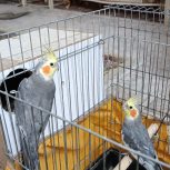 عروس هلندی فروشی