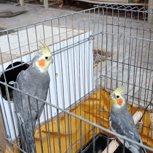 عروس هلندی فروشی