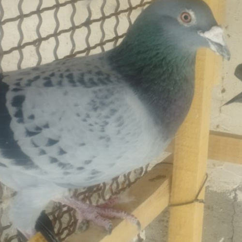 کبوتر پلاکی