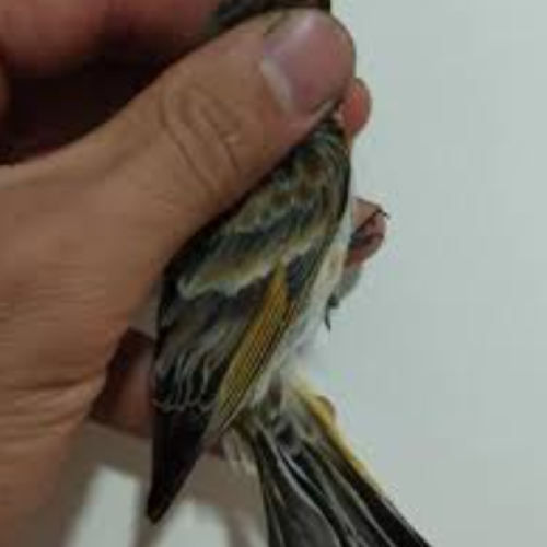 گلبسرنر مست. جفتی قناری