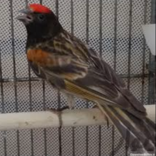 گلبسرنر مست. جفتی قناری