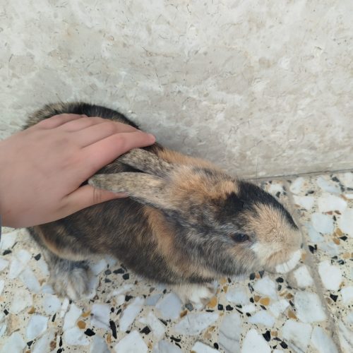 خرگوش حامله معاوضه با عروس هلندی دستی