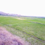 زمین برنجکاری