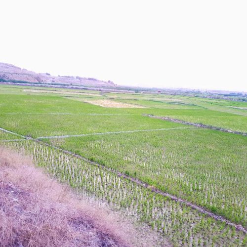 زمین برنجکاری