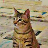 گربه ماده 5ماه