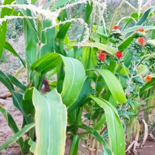 قطعه زمین ویلایی جنب صیاد شیرازی