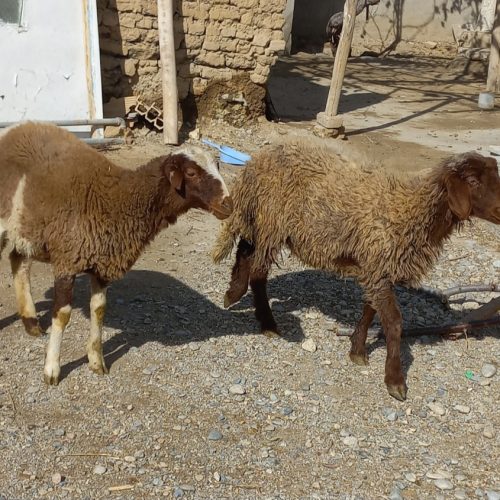 دو راس بره ماده پای قوچ