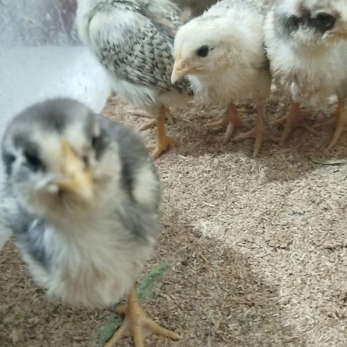 جوجه بازی گوش  س هفتشونه