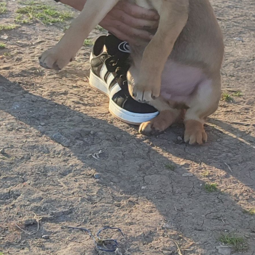 توله سگ سرابیه3ماهه اصیل شجر دار