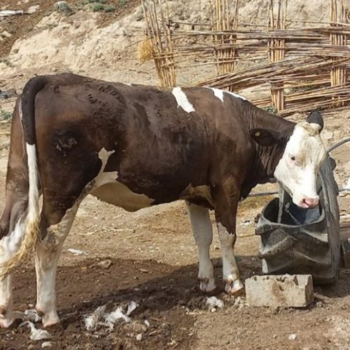 خرید وفروش انواع گوساله های نروماده پرواری