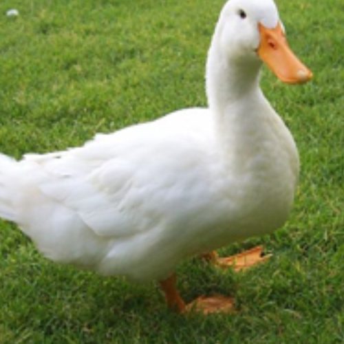 اردک تخم کن