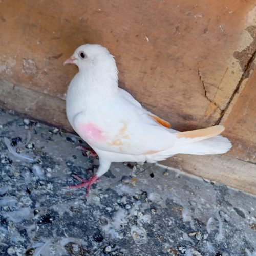 کبوتر پتی والا ماده