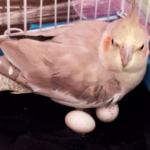 فروش عروس هلندی نر و ماده