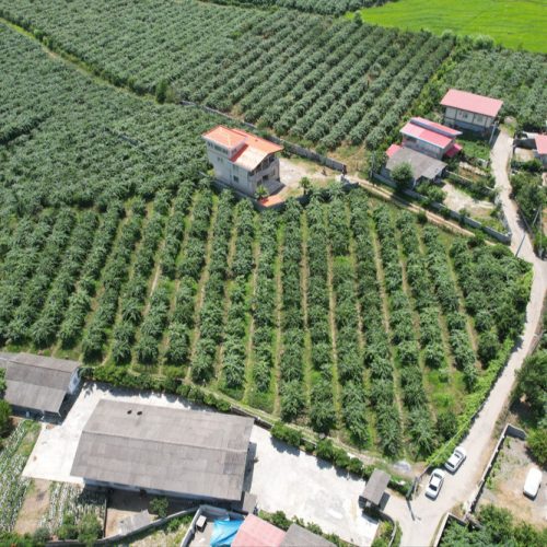 فروش باغ کیوی در شهر حویق ‌