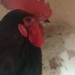 ۲عدد خروس استرالوپ زینتی استرالوپ استرالیایی