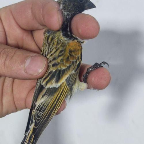 گلبسرنر مست. جفتی قناری