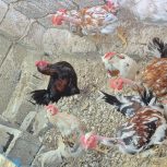 مرغ خروس محلی