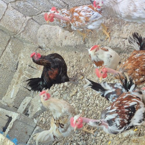 مرغ خروس محلی