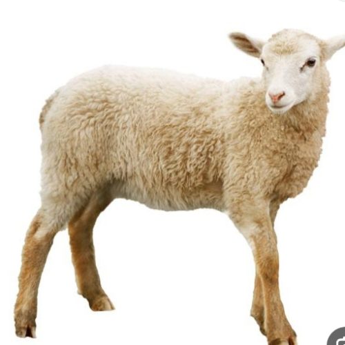 کشتار بره نر زیر یکسال کهره هم موجود داریم*