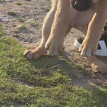 توله سگ سرابیه3ماهه اصیل شجر دار