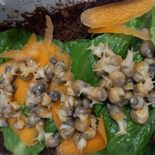 حلزون اچاتینا