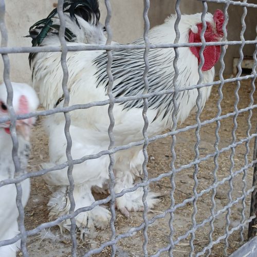 جوجه امپراتور برهما.نژاددارتزیینی