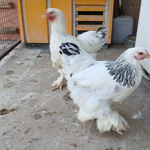 جوجه امپراتور برهما.نژاددارتزیینی