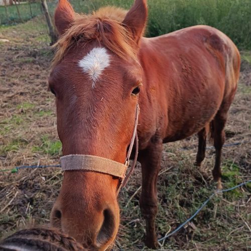 فروش اسب سن 3 رنگ کورند