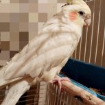 عروس هلندی