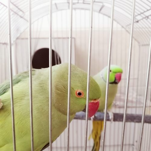 جفت طوطی ملنگو کارداده ضمانتی معاوضه هم دارم