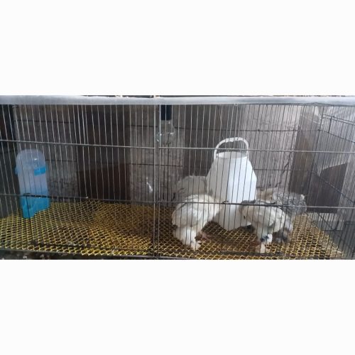 جوجه امپراتور برهما.نژاددارتزیینی