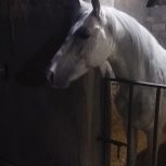 اسب نریان سواری دار