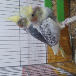 یک جفت عروس هلندی 5 تخمه