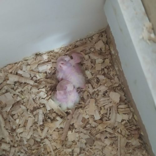 عروس هلندی جفت