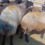 فروش گوسفند جوان شال