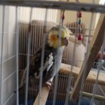 پرنده عروس هلندی