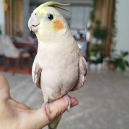 فروش عروس هلندی نر و ماده