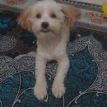 سگ ماده 6ماهه