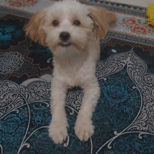 سگ ماده 6ماهه