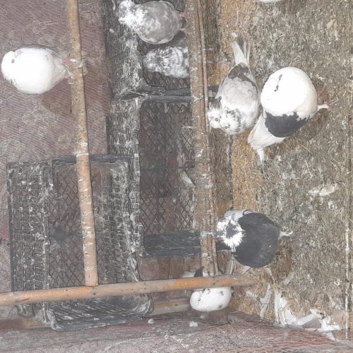 کفتر ها همه یکجا