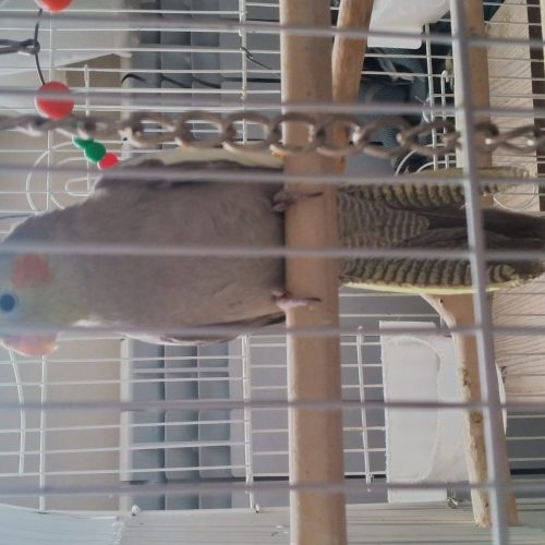 فروش عروس هلندی