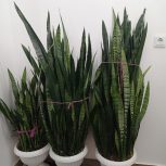 گل های اپارتمانی