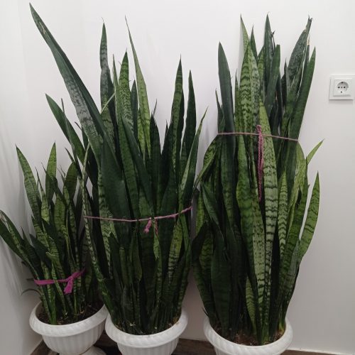 گل های اپارتمانی