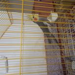 عروس هلندی نر