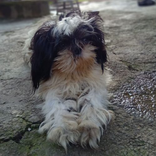 سگ پاکوتاه شیتزو