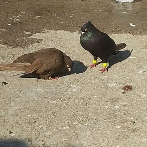 کبوتر ذاغ صرب اصیل
